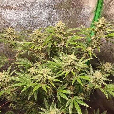 Mimosa x Orange Punch growlog timeline photo