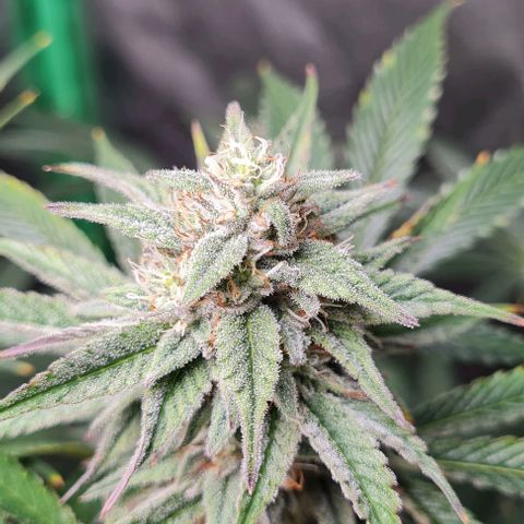 Mimosa x Orange Punch growlog timeline photo