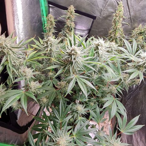 Mimosa x Orange Punch growlog timeline photo
