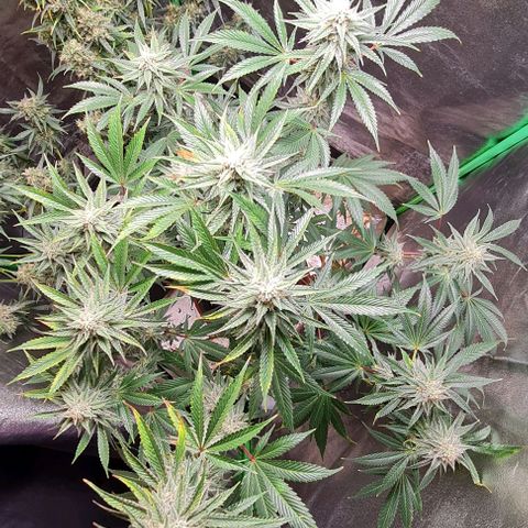 Mimosa x Orange Punch growlog timeline photo