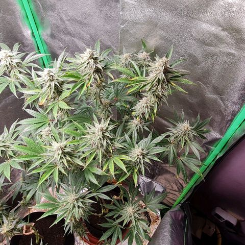 Mimosa x Orange Punch growlog timeline photo
