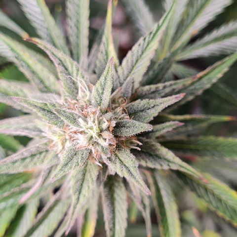 Mimosa x Orange Punch growlog timeline photo