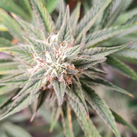 Mimosa x Orange Punch growlog timeline photo