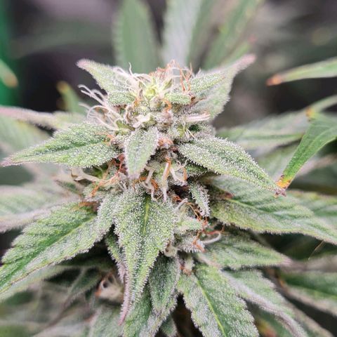 Mimosa x Orange Punch growlog timeline photo
