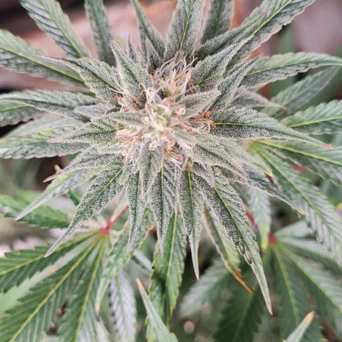 Mimosa x Orange Punch growlog timeline photo