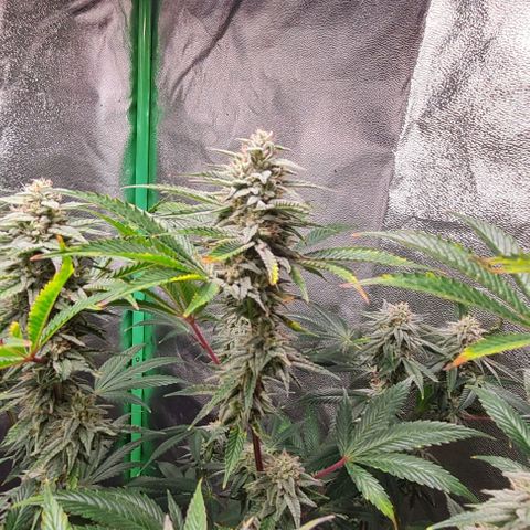 Mimosa x Orange Punch growlog timeline photo