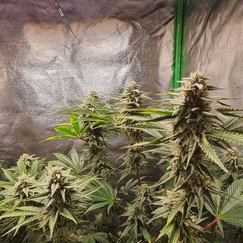 Mimosa x Orange Punch growlog timeline photo