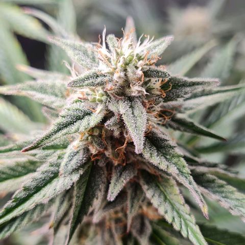 Mimosa x Orange Punch growlog timeline photo