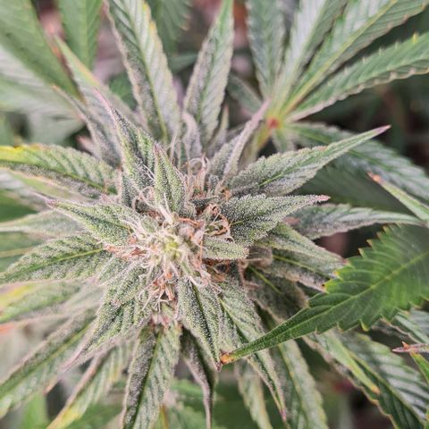 Mimosa x Orange Punch growlog timeline photo