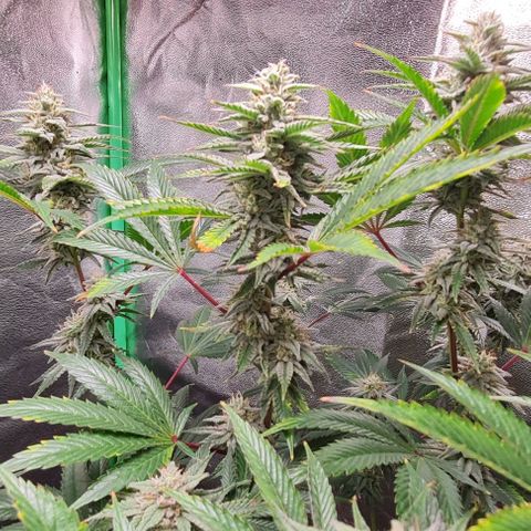 Mimosa x Orange Punch growlog timeline photo