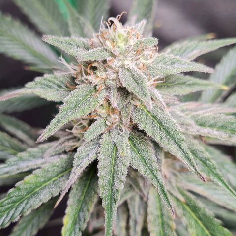 Mimosa x Orange Punch growlog timeline photo