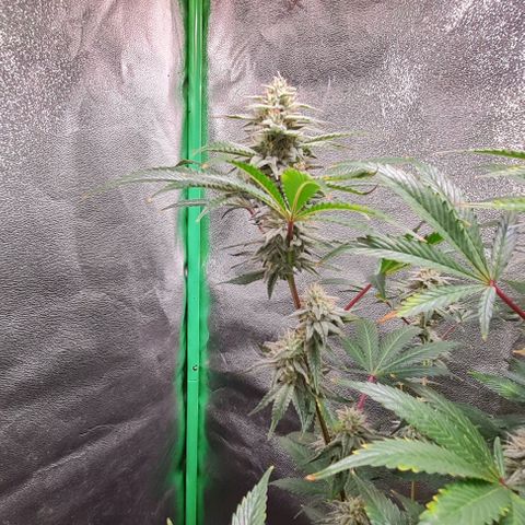 Mimosa x Orange Punch growlog timeline photo