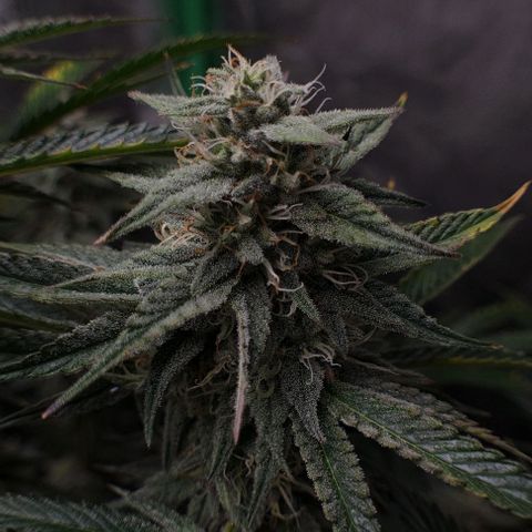 Mimosa x Orange Punch growlog timeline photo