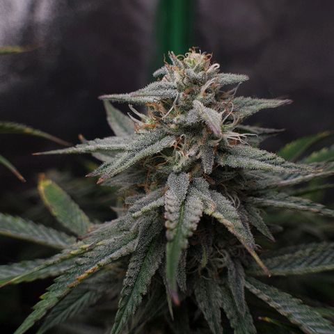 Mimosa x Orange Punch growlog timeline photo