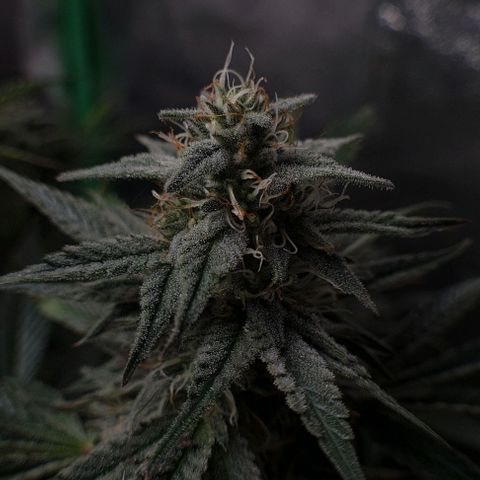 Mimosa x Orange Punch growlog timeline photo