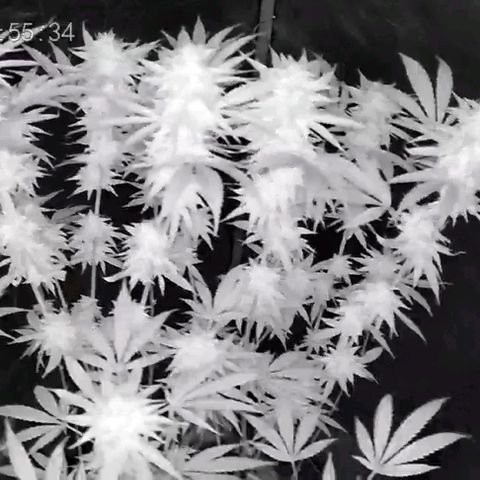 Mimosa x Orange Punch growlog timeline photo