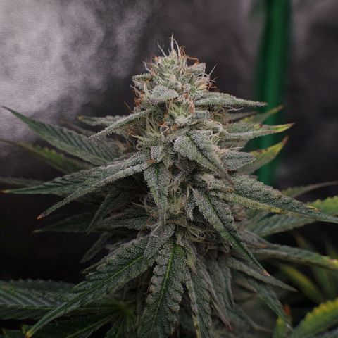 Mimosa x Orange Punch growlog timeline photo