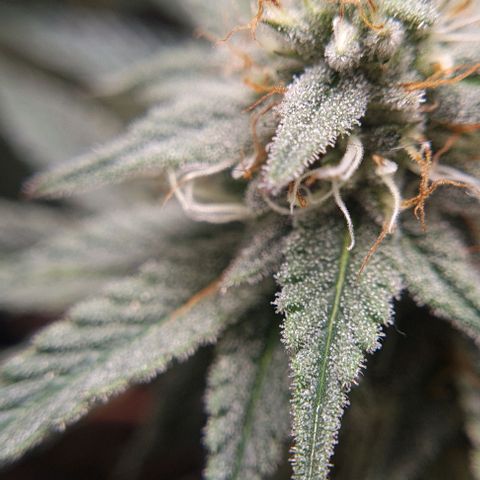 Mimosa x Orange Punch growlog timeline photo