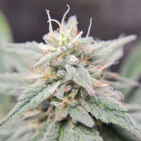 Mimosa x Orange Punch growlog photo: Headbuds