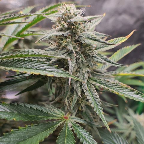 Mimosa x Orange Punch growlog photo: Headbuds