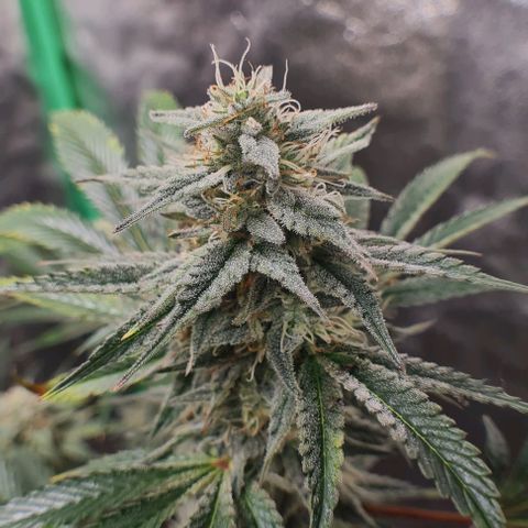 Mimosa x Orange Punch growlog photo: Headbuds