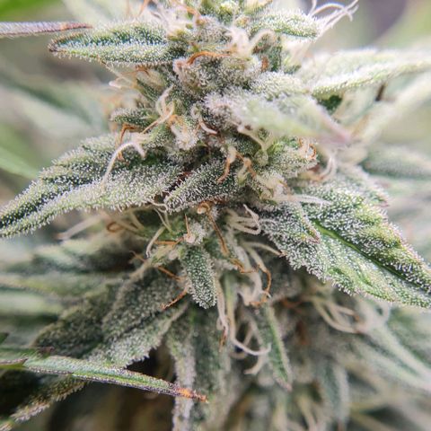 Mimosa x Orange Punch growlog photo: Headbuds