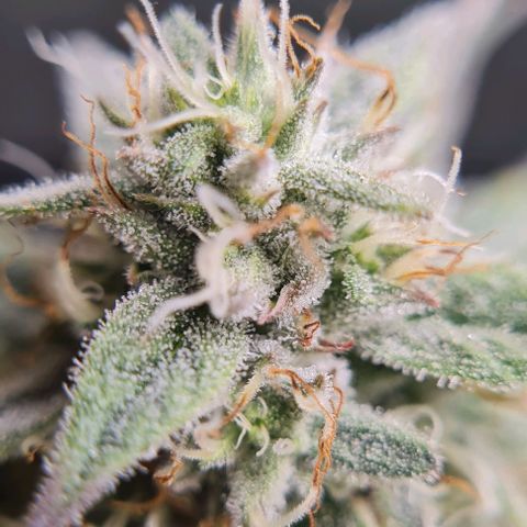 Mimosa x Orange Punch growlog photo: Headbuds