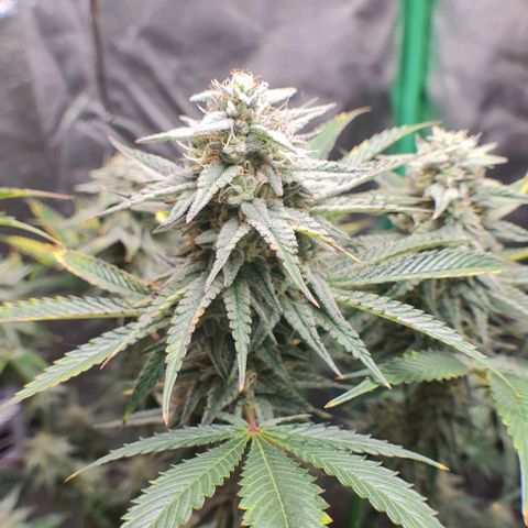 Mimosa x Orange Punch growlog photo: Headbuds