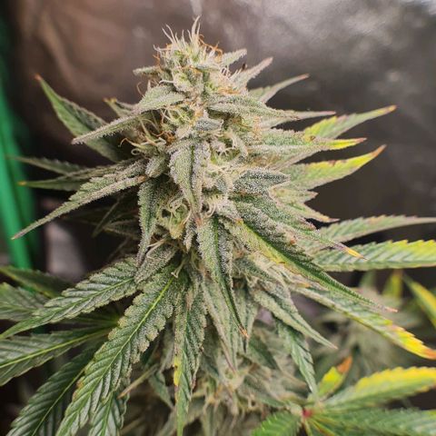 Mimosa x Orange Punch growlog photo: Headbuds