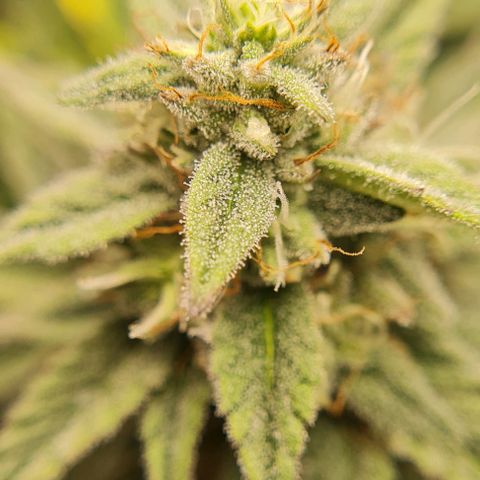 Mimosa x Orange Punch growlog photo: Headbuds