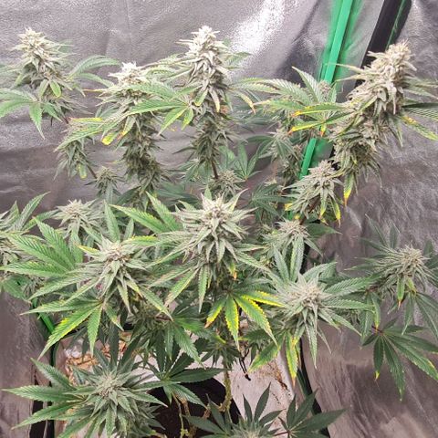 Mimosa x Orange Punch growlog timeline photo