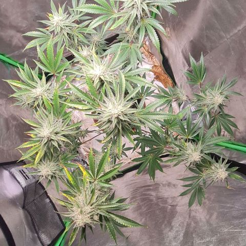 Mimosa x Orange Punch growlog timeline photo
