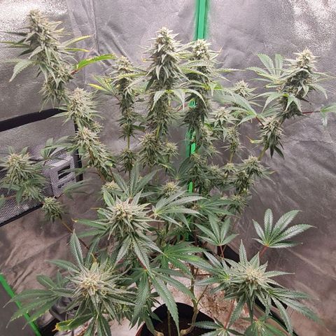 Mimosa x Orange Punch growlog timeline photo