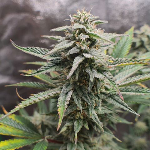 Mimosa x Orange Punch growlog photo: Sidebuds