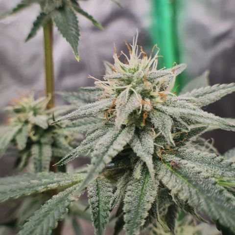 Mimosa x Orange Punch growlog photo: Sidebuds