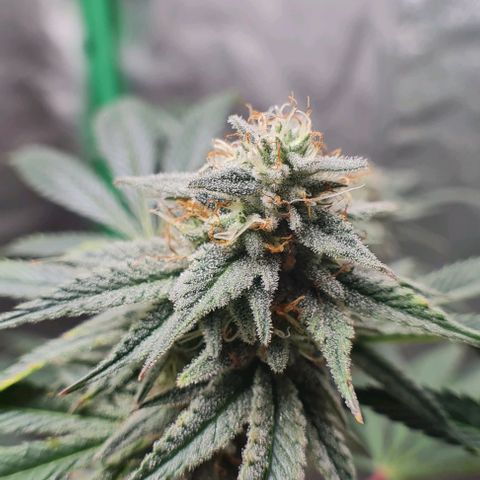 Mimosa x Orange Punch growlog photo: Sidebuds