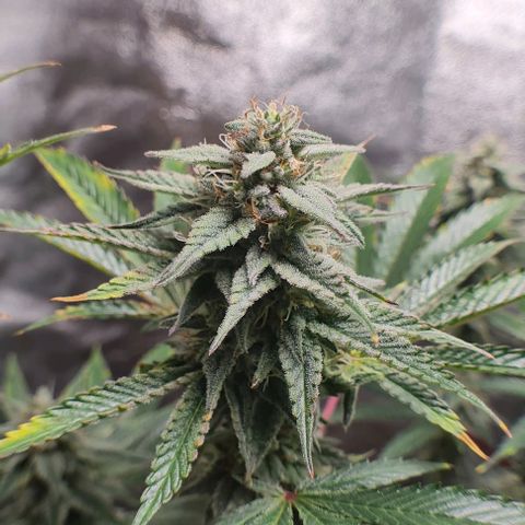 Mimosa x Orange Punch growlog photo: Sidebuds
