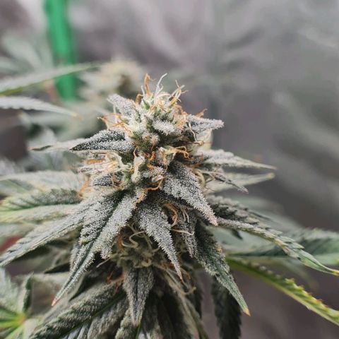 Mimosa x Orange Punch growlog photo: Sidebuds