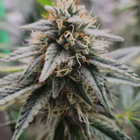 Mimosa x Orange Punch growlog photo: Sidebuds