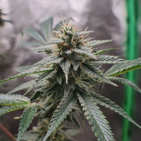 Mimosa x Orange Punch growlog photo: Sidebuds