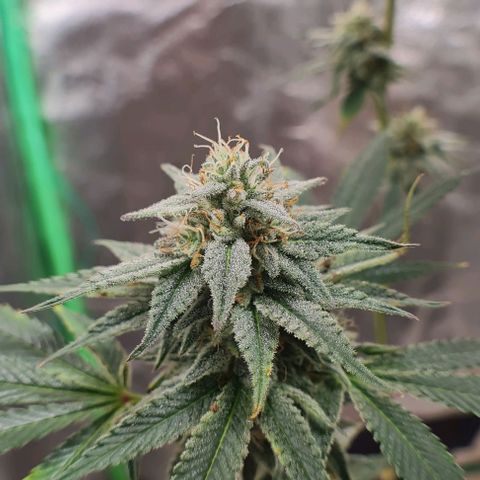 Mimosa x Orange Punch growlog photo: Sidebuds