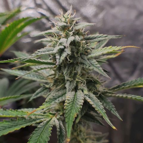 Mimosa x Orange Punch growlog photo: Sidebuds