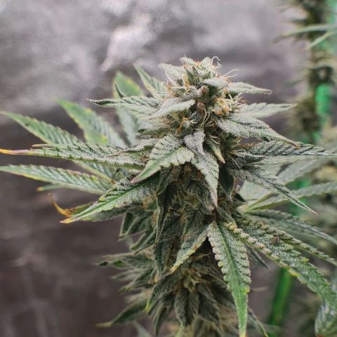 Mimosa x Orange Punch growlog photo: Sidebuds