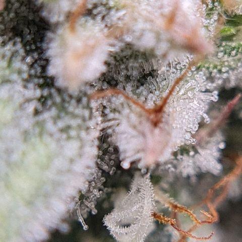 Mimosa x Orange Punch growlog timeline photo