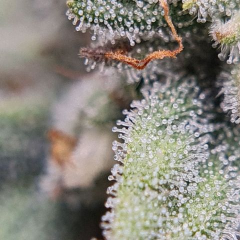 Mimosa x Orange Punch growlog timeline photo