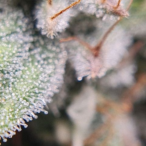 Mimosa x Orange Punch growlog timeline photo