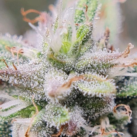 Mimosa x Orange Punch growlog timeline photo