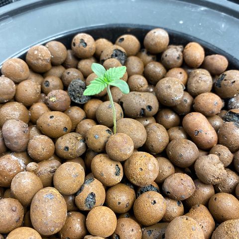 Plant 1 growlog timeline photo