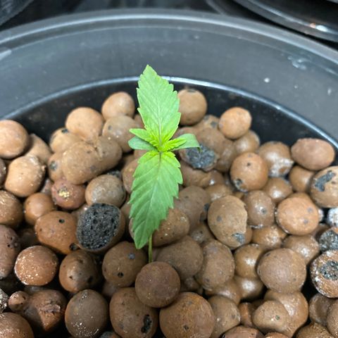 Plant 1 growlog timeline photo