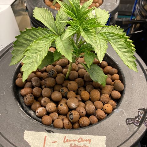 Plant 1 growlog timeline photo